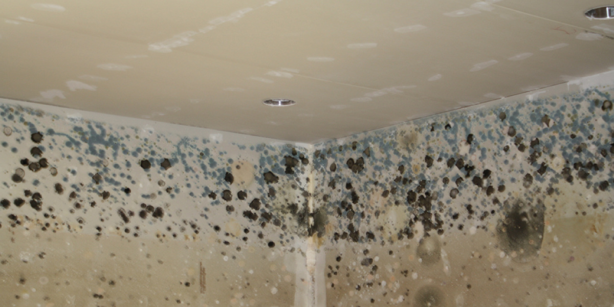 Mold Can Grow After Water Damage