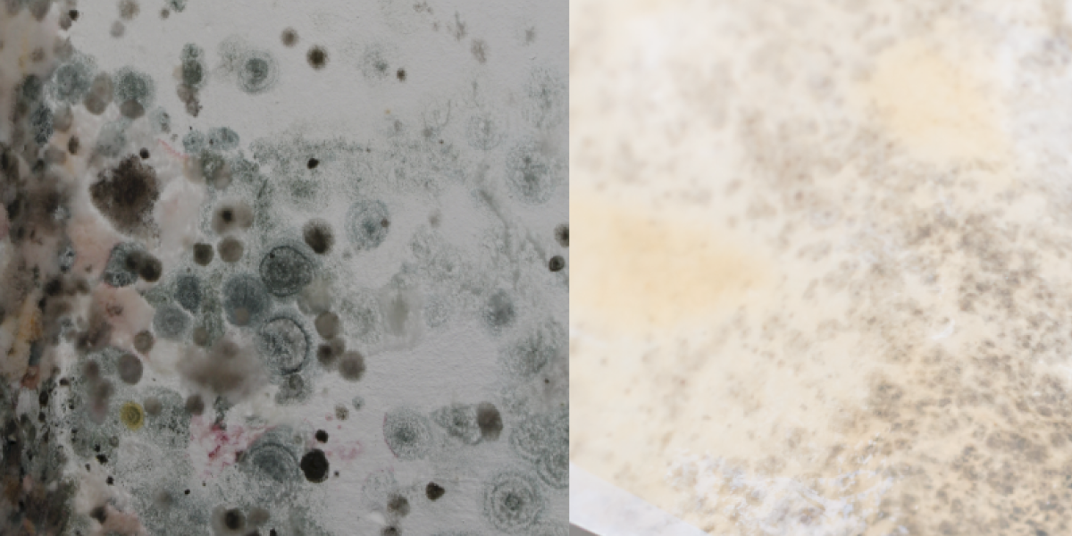 White Mold vs. Black Mold