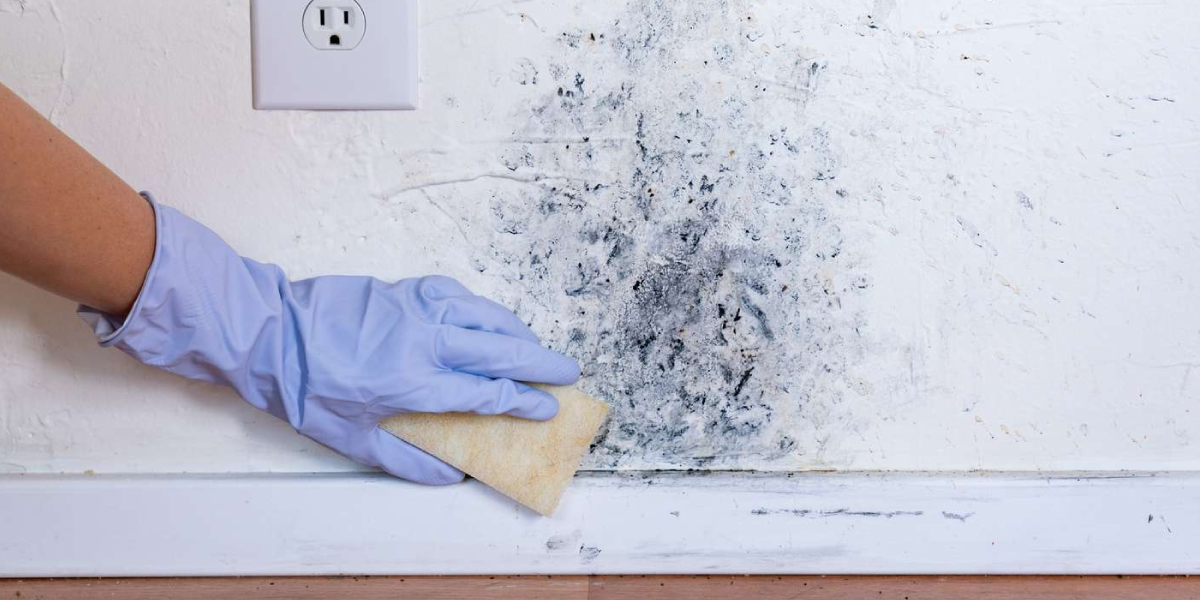 Mold on Painted Walls