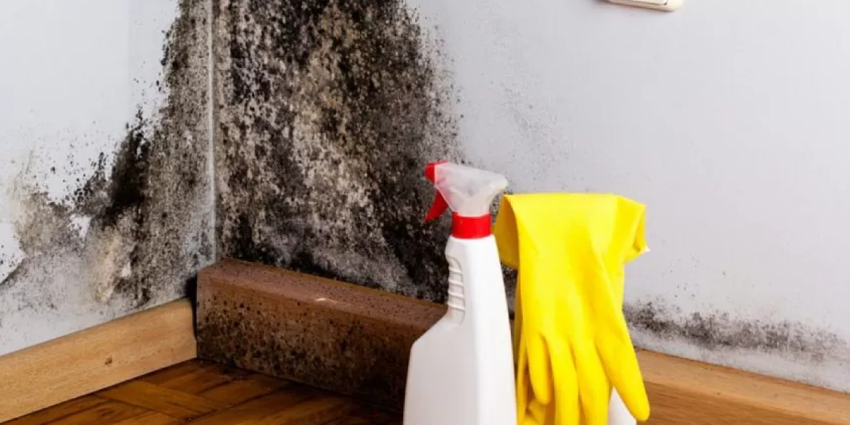 Remove Mold Safely