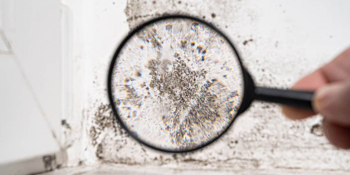 What Is Mold and Why Is It Dangerous 