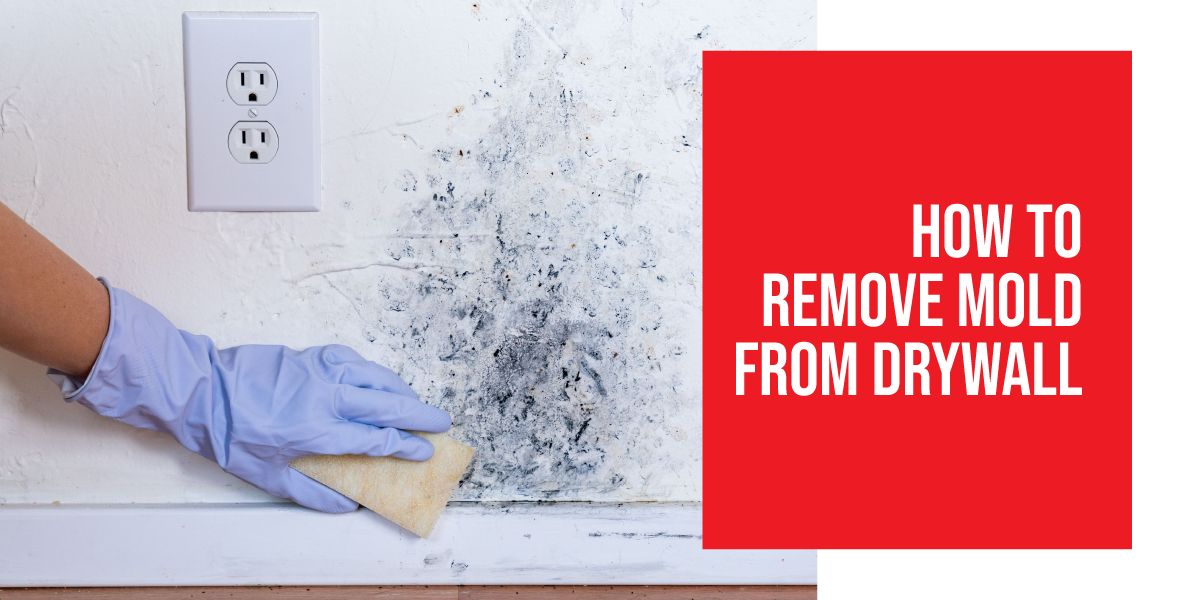 How to remove mold from drywall
