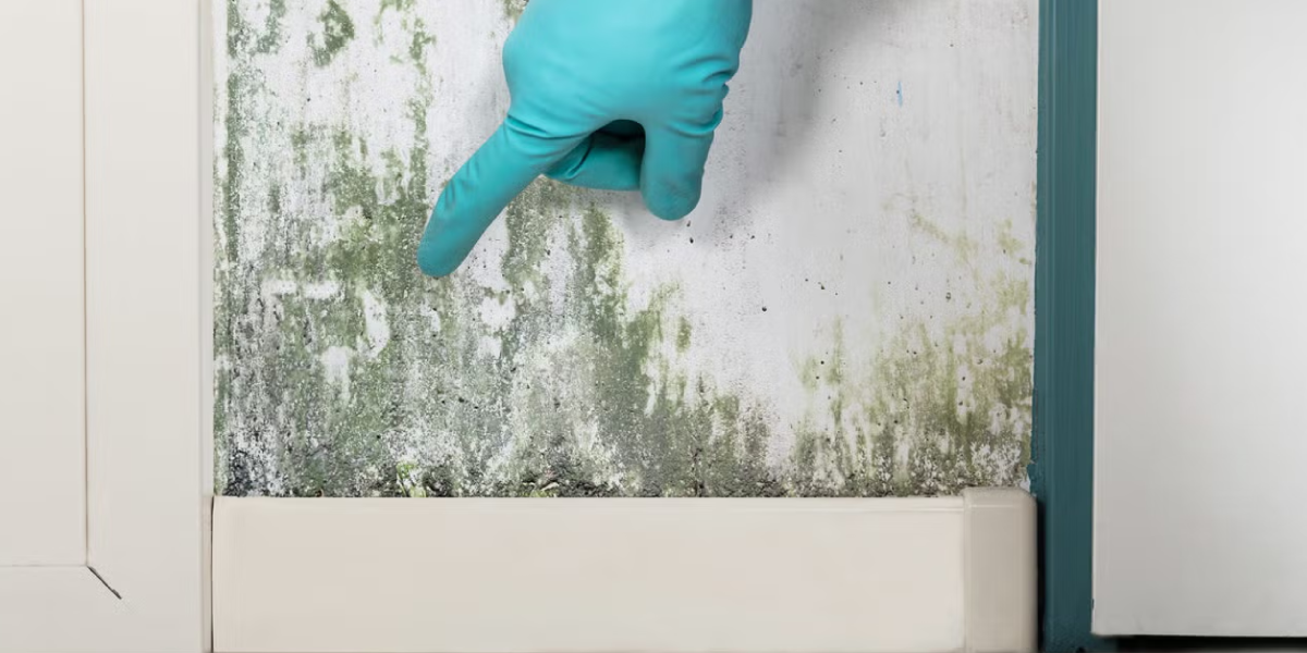 What is Mold and Why Should You Worry