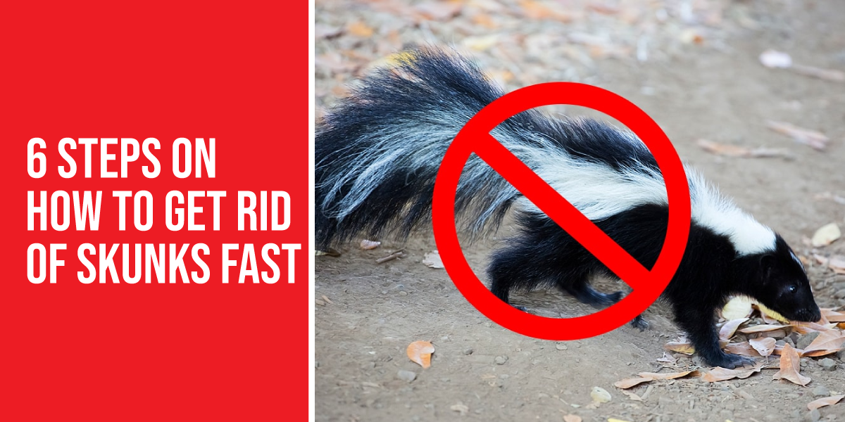 how to get rid of skunks