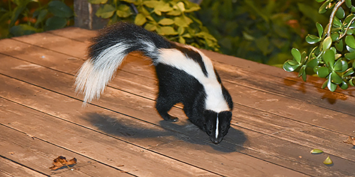 Why are Skunks Even Here
