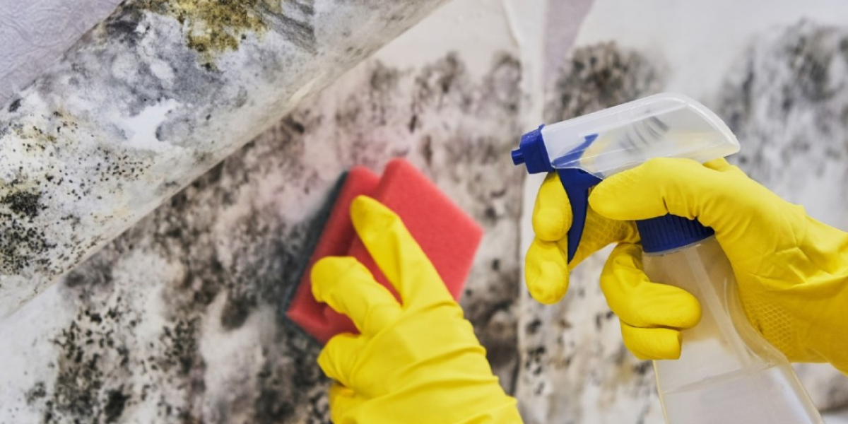 How to prevent mold from coming back