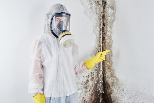 Mold Removal Company in Santa Ana